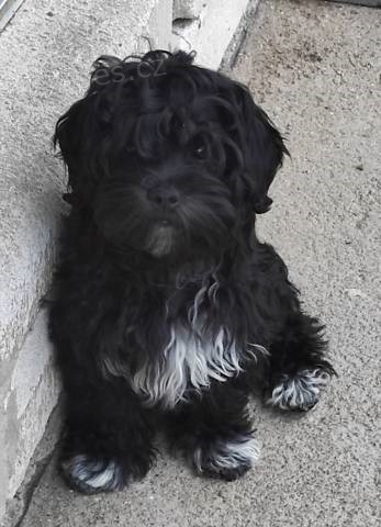 Rusk� barevn� bolonka