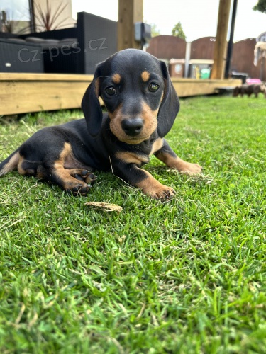 HLADK� VRSTV� �T��ATA TRPASL�KA JEZEV��KA