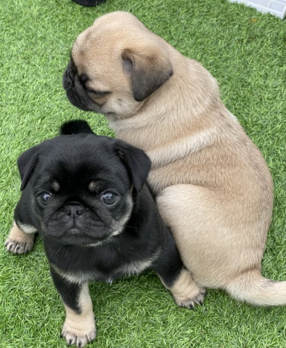 �t��ata mops� na prodej