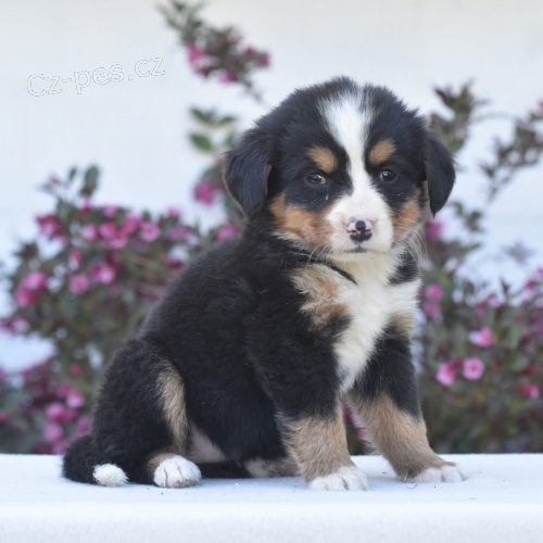 Prod�m �t��ata bernsk�ho sala�nick�ho psa.