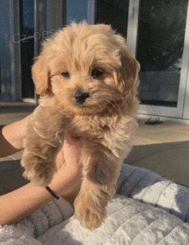Prod�m �t��ata Cavapoo.