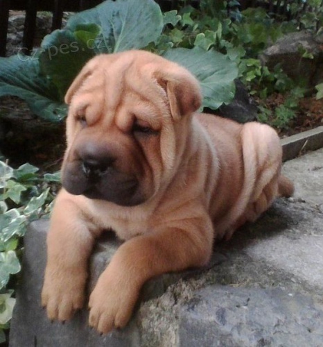 Shar-pei o�kovan� �t��ata na prodej.