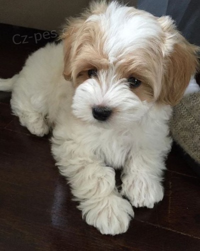 Prod�m �t��ata Maltipoo.