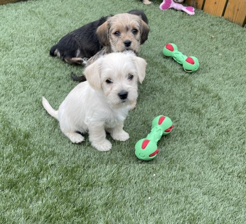 Prod�m �t��ata mal�ho kn�ra�e.