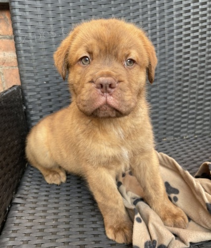 Prod�m �t��ata bordeauxsk� dogy