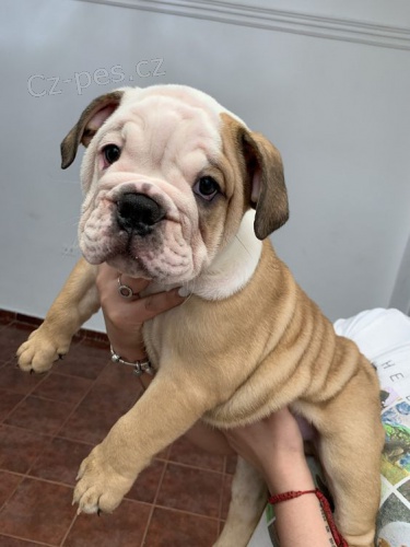 Prod�m �t��ata anglick�ho buldo�ka