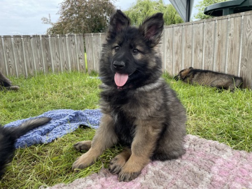 Prod�m �t��ata n�meck�ho ov��ka