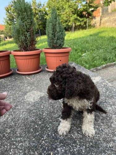 Lagotto Romagnolo �t��ata