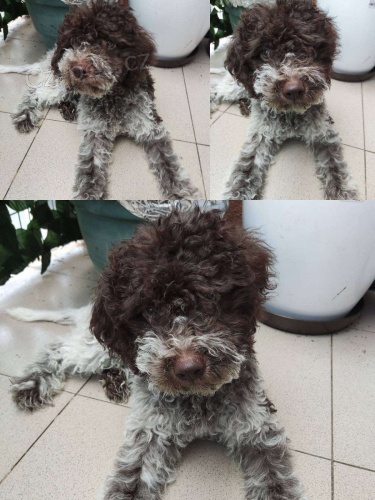 Lagotto Romagnolo �t��ata na prodej