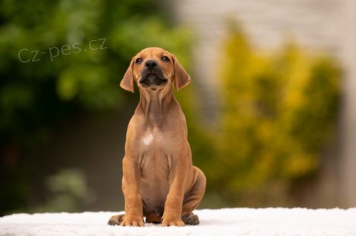Rhodesian Ridgeback - �t��ata s PP - odb�r ihned