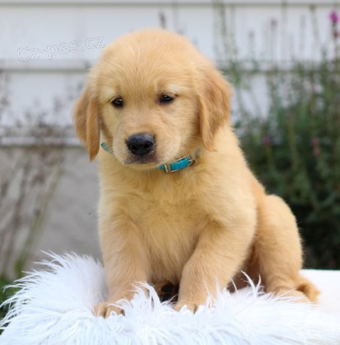 �t��ata zlat�ho retr�vra