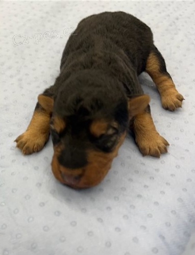 �t��ata welsh teri�ra