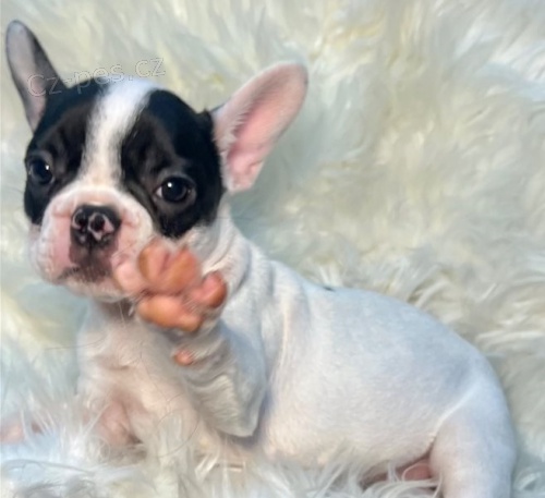 �t��ata francouzsk�ho buldo�ka