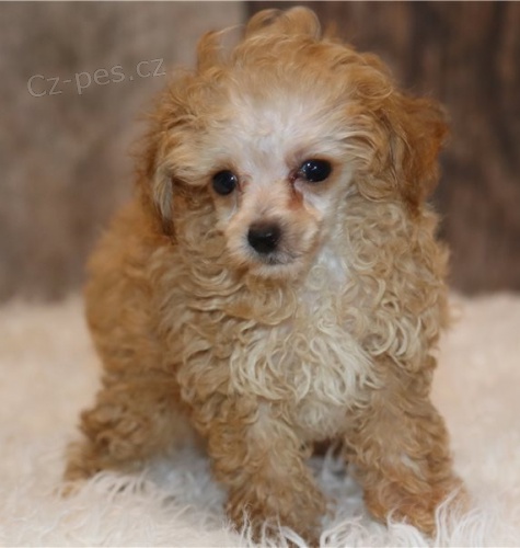 pudly, hra�ka �t��at