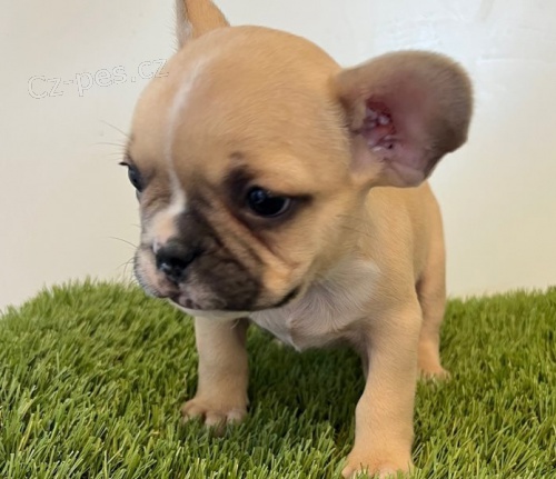 �t��ata francouzsk�ho buldo�ka