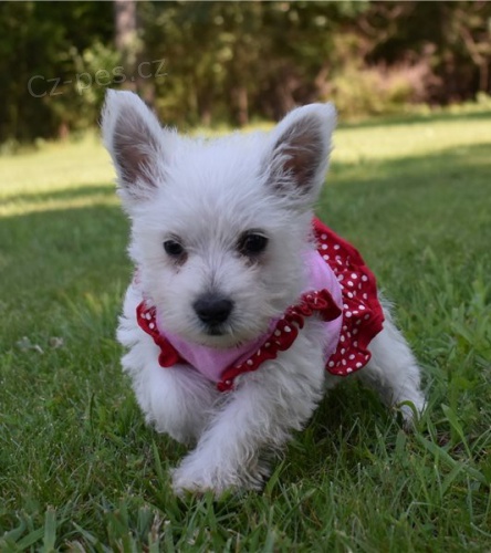 �t��ata west highland white teri�ra