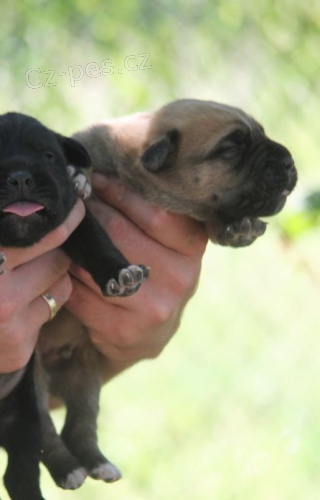 Cane Corso �t��ata