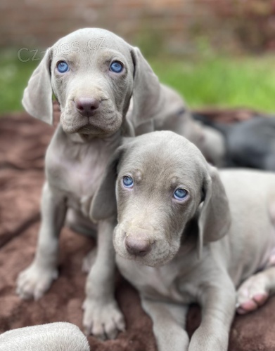 �t��ata v�marsk�ch oha�� na prodej