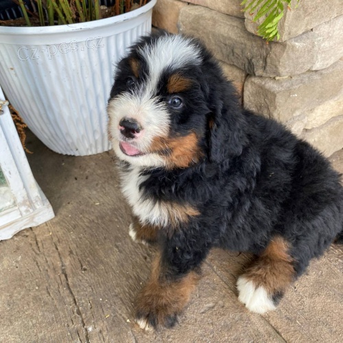 Prod�m �t��ata Bernedoodle.