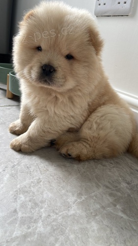 Prod�m zdrav� �t��ata �au-�au.