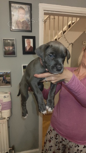 Prod�m �t��ata Cane Corso