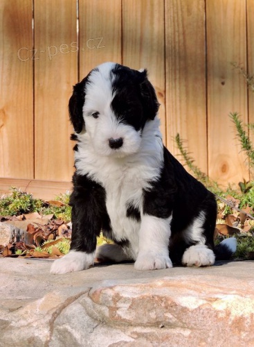 �t��ata portugalsk�ho vodn�ho psa k adopci