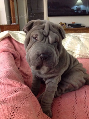 Shar-pei o�kovan� �t��ata na prodej.
