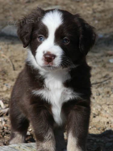 Prod�m �t��ata australsk�ho ov��ka