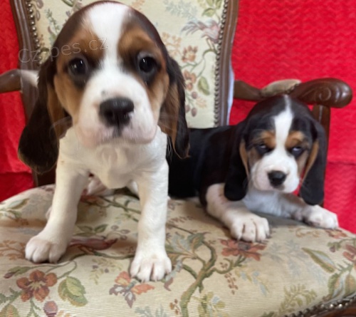 �t��ata b�gla na prodej.