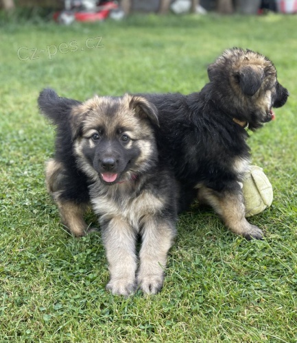 Prod�m �t��ata n�meck�ho ov��ka