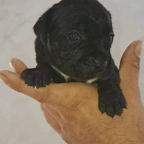 Cane Corso �t��ata