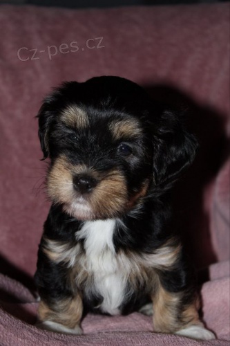 Havansk� bi�onek