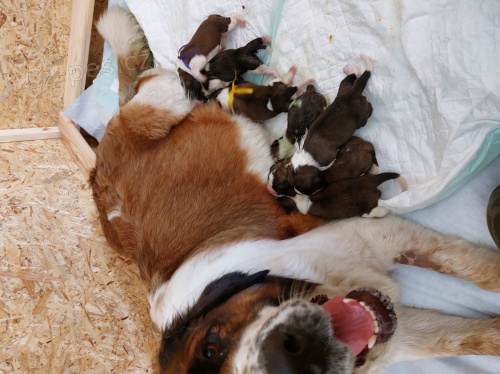 Moskevsk� str�n� pes