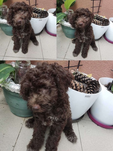 Lagotto Romagnolo �t��ata