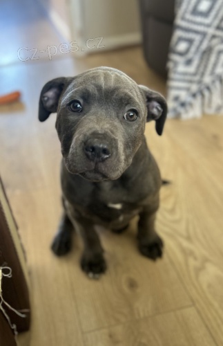 Prod�m zdrav� �t��ata staford��rsk�ho bulteri�ra