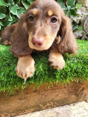 Dlouhosrst� �t��ata miniaturn�ho jezev��ka