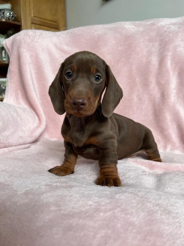 Prod�m zdrav� hladkosrst� �t��ata jezev��k�