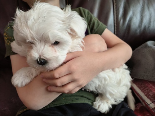 Prod�m malt�zsk� �t��ata.