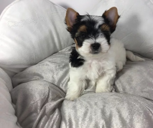 Prod�m kr�sn� o�kovan� a od�erven� �t���tka BIEWER YORKIE