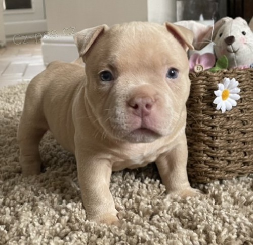 Prod�m �t��ata americk�ho buldoka.