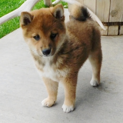 Prod�m �t��ata shiba inu