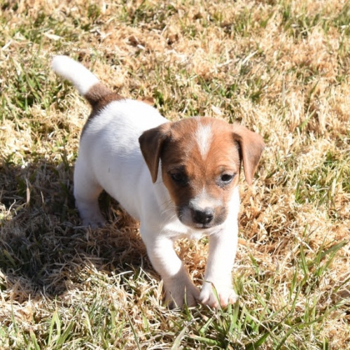 Prod�m �t��ata jack russell teri�ra.