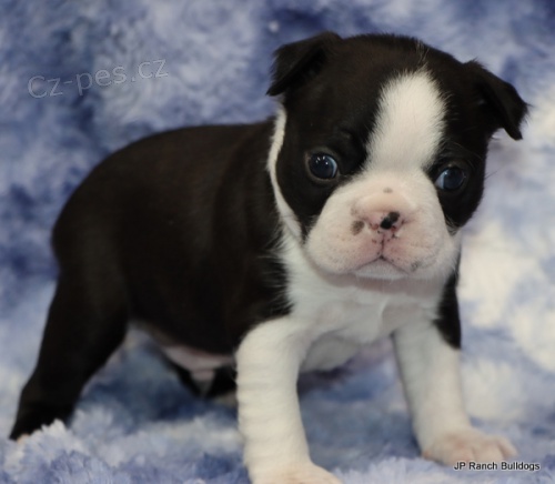 Prod�m �t��ata bostonsk�ho teri�ra