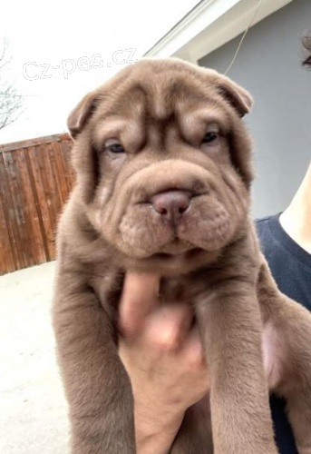 Shar-pei o�kovan� �t��ata na prodej.