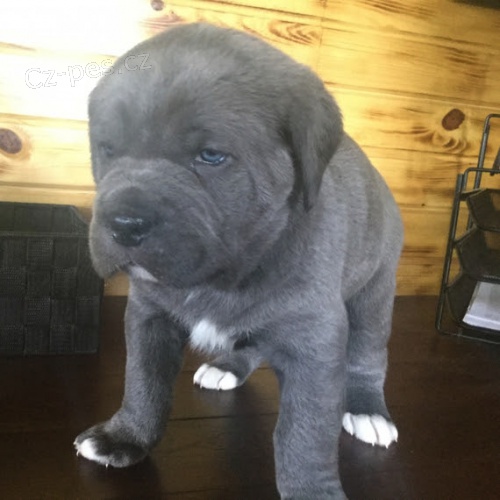 Prod�m �t��ata italsk�ho Cane Corso