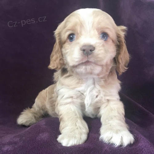 Prod�m �t��ata kokr�pan�la.