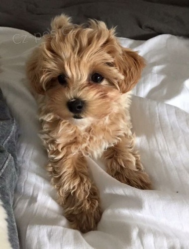 Prod�m �t��ata Cavapoo.