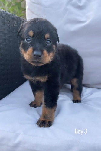 Prod�m roztomil� a kr�sn� miniaturn� �t���tka rotvajlera.