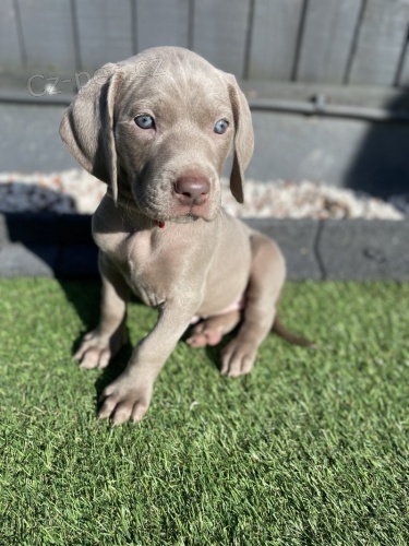 Prod�m o�kovan� a od�erven� zdrav� �t��ata v�marsk�ch oha��