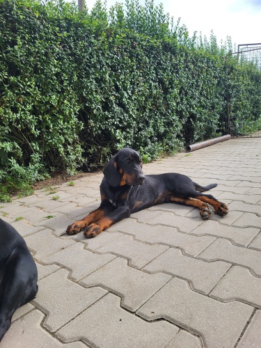 Prod�m �t��ata polsk�ho honi�e s PP